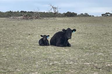 Farm For Sale - SA - Lameroo - 5302 - NARCUNDA - Warm Grazing Country  (Image 2)