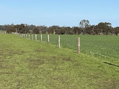 Farm For Sale - SA - Mundulla West - 5270 - Prime Mundulla Land  (Image 2)