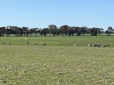 Farm For Sale - SA - Mundulla West - 5270 - Prime Mundulla Land  (Image 2)