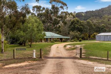 Farm For Sale - VIC - Glenpatrick - 3469 - Hidden Gem - Income Producing Lifestyle Property In A Private Oasis  (Image 2)