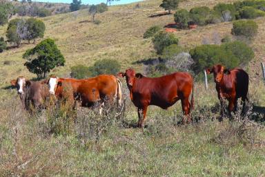 Farm For Sale - QLD - Tablelands - 4605 - South Burnett Scrub Country at its finest!  (Image 2)