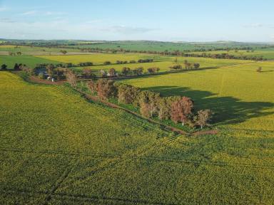 Farm For Sale - NSW - Downside  - 2650 - Pine Grove  (Image 2)