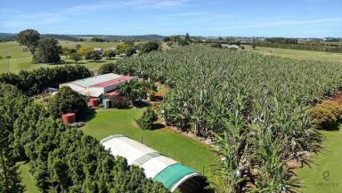 Farm For Sale - QLD - North Isis - 4660 - Escape the Everyday: Your Private Country Retreat with Impressive Income Potential  (Image 2)