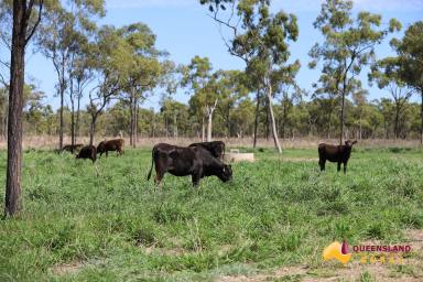 Farm Auction - QLD - Collinsville - 4804 - Tabletop Station  (Image 2)