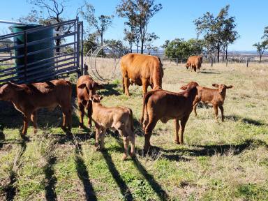 Farm For Sale - QLD - Kingaroy - 4610 - Escape to the country - Beautiful Panoramic Views  (Image 2)