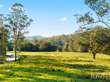 Farm Auction - NSW - Congewai - 2325 - Luscious Land  (Image 2)