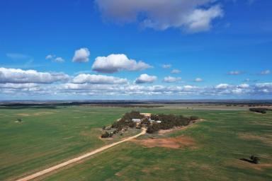 Farm For Sale - SA - Borrika - 5309 - OUTSTANDING CROPPING OPPORTUNITY SOUTH OF THE GOYDER LINE  (Image 2)