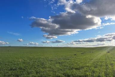 Farm For Sale - SA - Borrika - 5309 - OUTSTANDING CROPPING OPPORTUNITY SOUTH OF THE GOYDER LINE  (Image 2)