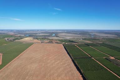 Farm For Sale - SA - Murtho - 5340 - Excellent Horticulture Development Opportunity  (Image 2)