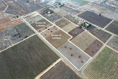 Farm For Sale - SA - Renmark - 5341 - Option to purchase as a whole or in separate lots  (Image 2)