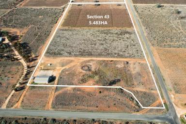 Farm For Sale - SA - Renmark - 5341 - Rural living opportunity  (Image 2)