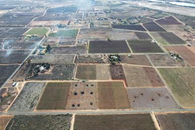 Farm For Sale - SA - Renmark - 5341 - Option to purchase as a whole or in separate lots  (Image 2)