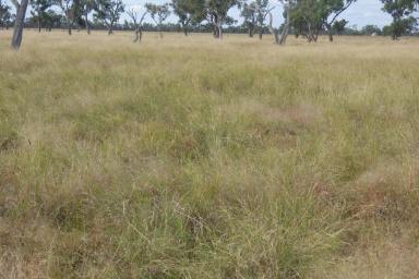 Farm For Sale - QLD - Wyandra - 4489 - Claverton - Historic Productive Warrego River Property - Only 2 Owners in 160 Years!  (Image 2)