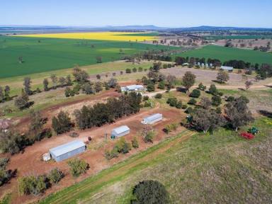 Farm For Sale - NSW - Breeza - 2381 - Liverpool Plains Cropping & Grazing  (Image 2)