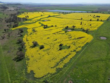 Farm For Sale - NSW - Breeza - 2381 - Liverpool Plains Cropping & Grazing  (Image 2)