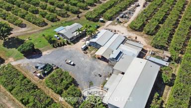 Farm For Sale - QLD - Dimbulah - 4872 - PRODUCING FRUIT ORCHARD - EARLY HARVEST AREA  (Image 2)