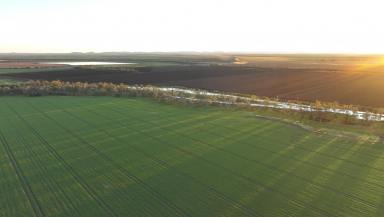 Farm For Sale - QLD - Springsure - 4722 - Institutional-Scale, Multifaceted Cropping & Grazing Opportunity  (Image 2)