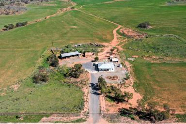 Farm For Sale - SA - Australia Plains - 5374 - The Great Australian Dream  (Image 2)