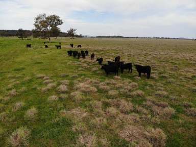 Farm For Sale - NSW - Gunnedah - 2380 - HIGH CARRYING CAPACITY, PASTURE IMPROVED HOLDING, CLOSE TO TOWN  (Image 2)