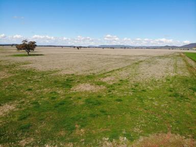 Farm For Sale - NSW - Gunnedah - 2380 - HIGH CARRYING CAPACITY, PASTURE IMPROVED HOLDING, CLOSE TO TOWN  (Image 2)