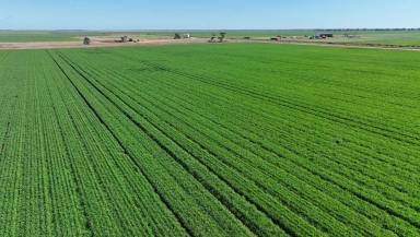 Farm Expressions of Interest - NSW - Conargo - 2710 - Riverina High Calibre Holding  (Image 2)