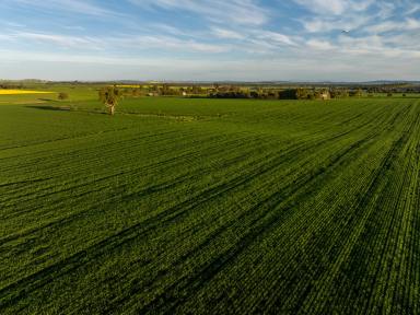 Farm For Sale - NSW - Wagga Wagga - 2650 - A Serene Rural Sanctuary  (Image 2)