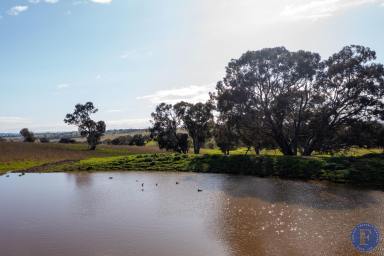 Farm For Sale - NSW - Murringo - 2586 - Expansive Rural Surrounds, Building Entitlement, Price Reduction!!  (Image 2)