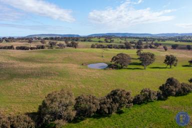 Farm For Sale - NSW - Murringo - 2586 - Expansive Rural Surrounds, Building Entitlement, Price Reduction!!  (Image 2)