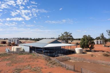 Farm For Sale - NSW - Bobadah - 2877 - All the hard work is done !!!  (Image 2)