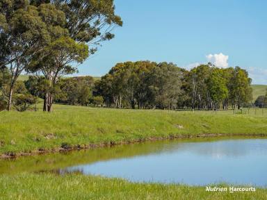 Farm For Sale - VIC - Coleraine - 3315 - Build your dream home on acreage or great turnout grazing block.  (Image 2)