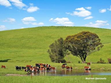 Farm For Sale - VIC - Coleraine - 3315 - Build your dream home on acreage or great turnout grazing block.  (Image 2)