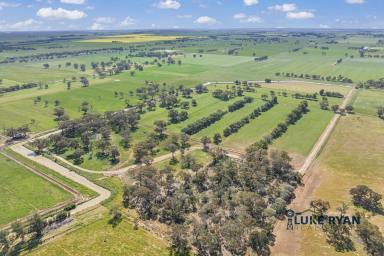 Farm For Sale - VIC - Kotta - 3565 - MAGNIFICENT DAIRY FARM AND COMPREHENSIVE SHEDDING ON 263 ACRES  (Image 2)