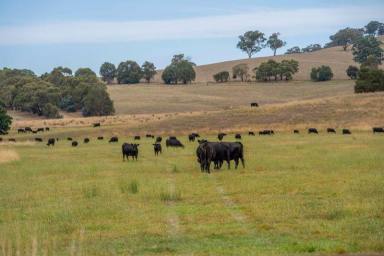 Farm Sold - VIC - Ancona - 3715 - Part ‘Ancona Station’ - Prime grazing land 160km from Melbourne  (Image 2)