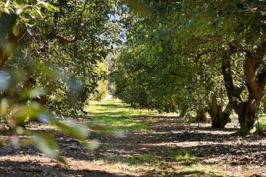 Farm For Sale - QLD - Hampton - 4352 - Your Dream Lifestyle Awaits in Beautiful Hampton!  (Image 2)