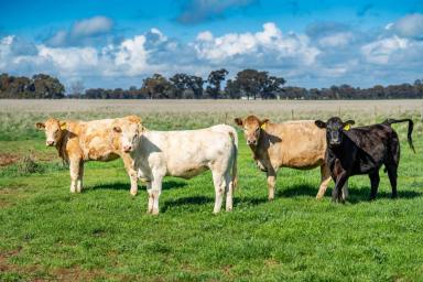 Farm Auction - NSW - Burrumbuttock - 2642 - DRESS CIRCLE MIXED FARMING IN IMMACULATE CONDITION  (Image 2)