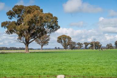 Farm Auction - NSW - Burrumbuttock - 2642 - DRESS CIRCLE MIXED FARMING IN IMMACULATE CONDITION  (Image 2)