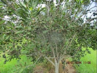 Farm Sold - QLD - Welcome Creek - 4670 - Macadamia Farm on 47.73 hectares with 14,500 mac trees  (Image 2)