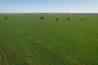 Farm For Sale - NSW - Condobolin - 2877 - 'Leos' 2954 acres  (Image 2)