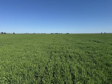 Farm For Sale - NSW - Condobolin - 2877 - 'Leos' 2954 acres  (Image 2)