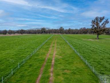 Farm Sold - VIC - Bonegilla - 3691 - “Tyrells” Ryan’s Rd – 200 Acres (80ha)  (Image 2)