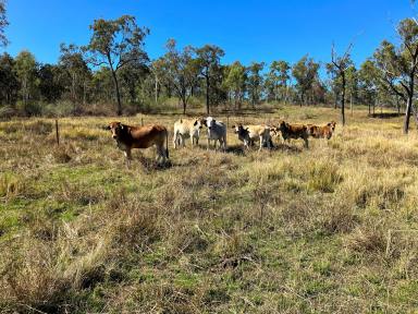 Farm For Sale - QLD - Blue Mountain - 4737 - "Old Oakdale"  (Image 2)