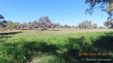 Farm For Sale - NSW - Tilpa - 2840 - PRIME DARLING RIVER FRONTAGE!  (Image 2)