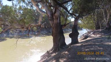 Farm For Sale - NSW - Tilpa - 2840 - PRIME DARLING RIVER FRONTAGE!  (Image 2)