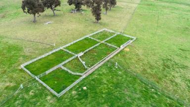 Farm For Sale - NSW - Binda - 2583 - Darlington  (Image 2)