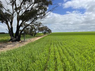 Farm Auction - WA - Kwolyin - 6385 - 'Pat's Corner'  | Kwolyin district via Bruce Rock  (Image 2)