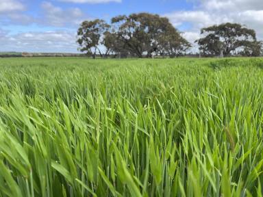 Farm Auction - WA - Kwolyin - 6385 - 'Pat's Corner'  | Kwolyin district via Bruce Rock  (Image 2)