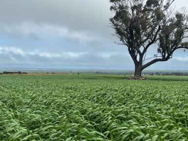 Farm For Sale - WA - Cunderdin - 6407 - Small Holdings in Cunderdin - VERY hard to find  (Image 2)