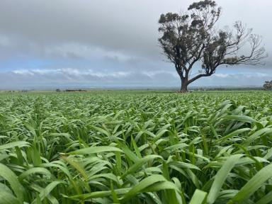 Farm For Sale - WA - Cunderdin - 6407 - Small Holdings in Cunderdin - VERY hard to find  (Image 2)