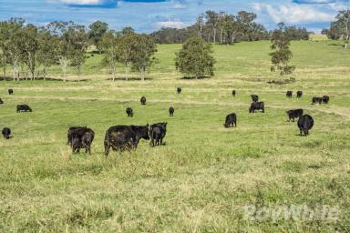 Farm Auction - NSW - Dungog - 2420 - Position and production to perfection at Pilchers  (Image 2)