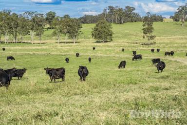 Farm Auction - NSW - Dungog - 2420 - Position and production to perfection at Pilchers  (Image 2)